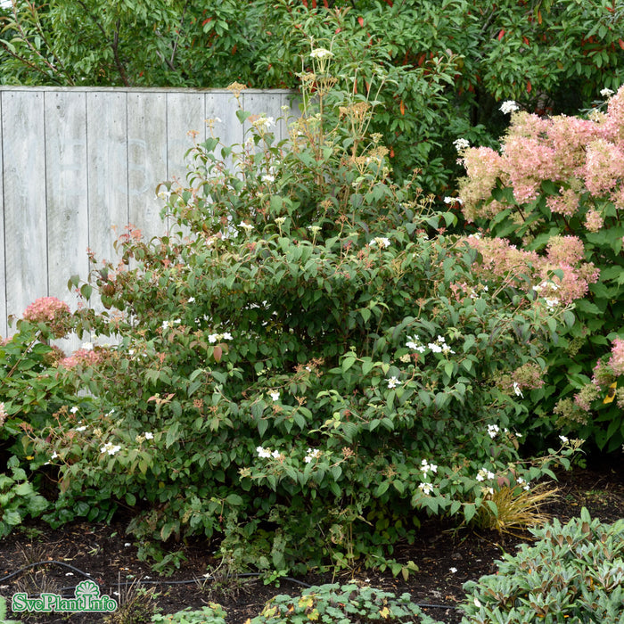 Viburnum pli. f. tom. 'Summer Snowflake' Busk C5