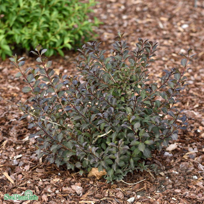 Weigela florida 'Foliis Purpureis' Busk C6,5 60-80cm