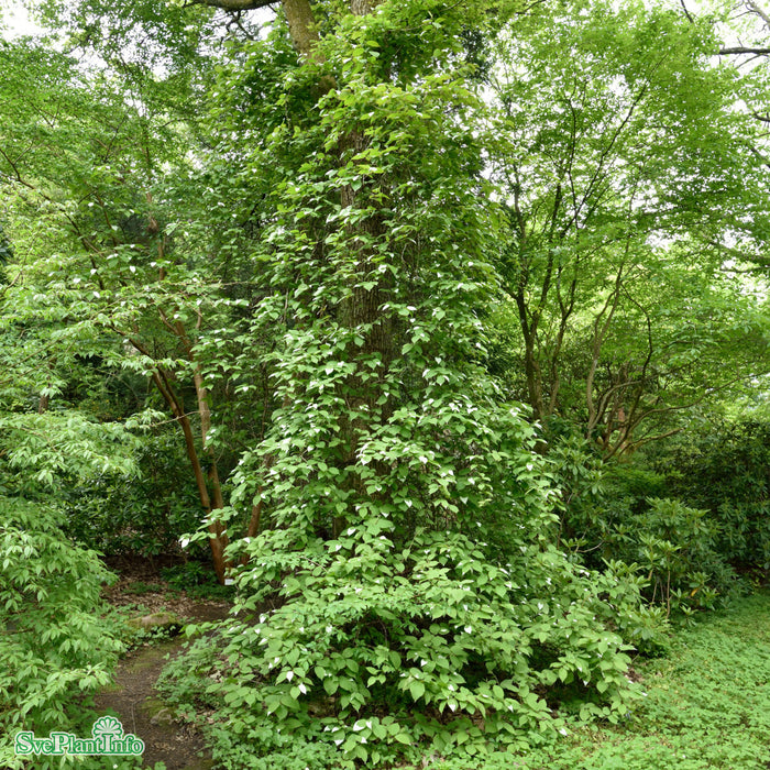 Actinidia kolomikta C2