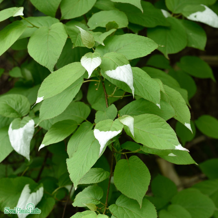 Actinidia kolomikta C2