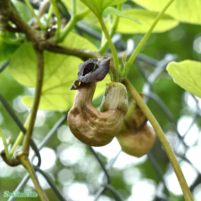 Aristolochia manshuriensis E A-kval