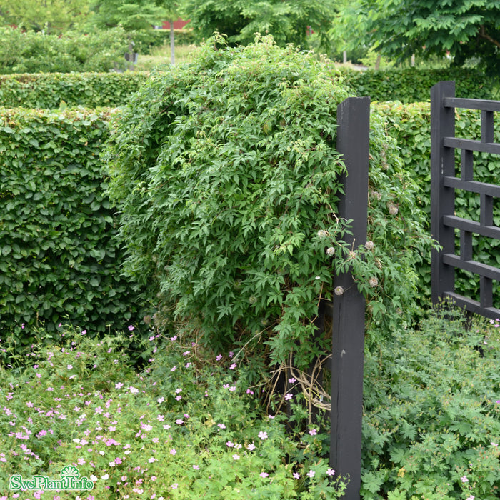 Clematis (Atr.) 'Blue Tapers' E A-Kval C2