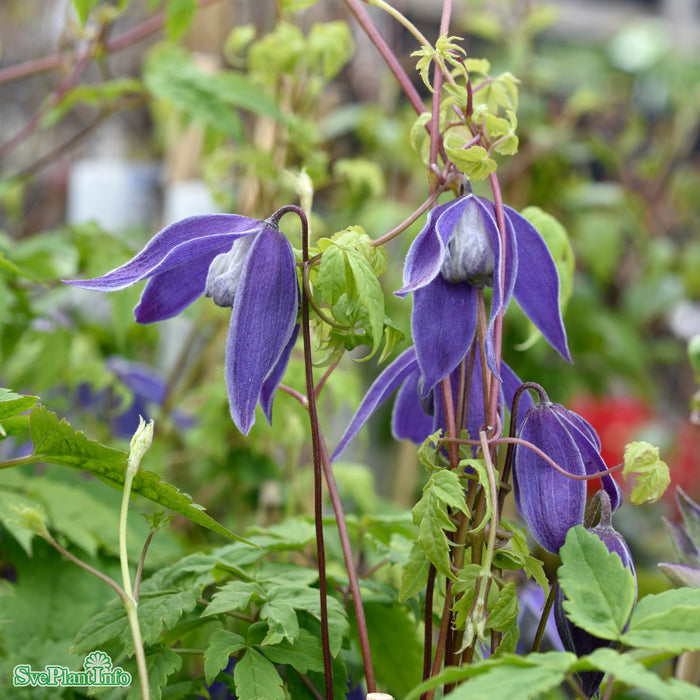 Clematis (Atr.) 'Blue Tapers' E A-Kval C2