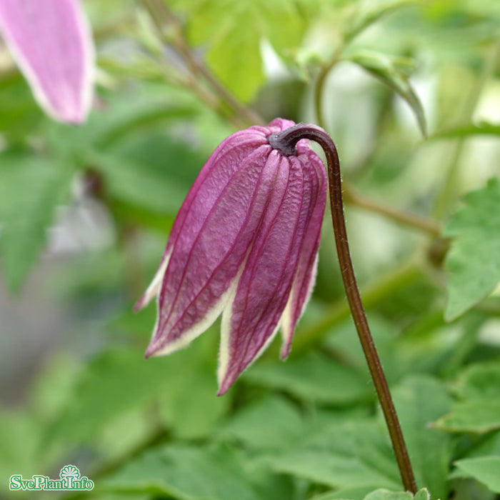 Clematis (Atr.) 'Propertius' A-kval C2