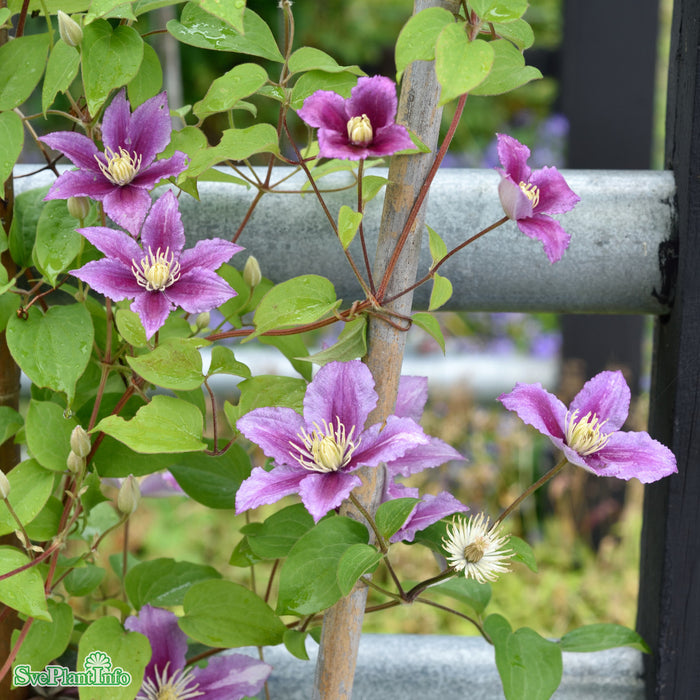 Clematis 'Doctor Ruppel' C2 40-60cm