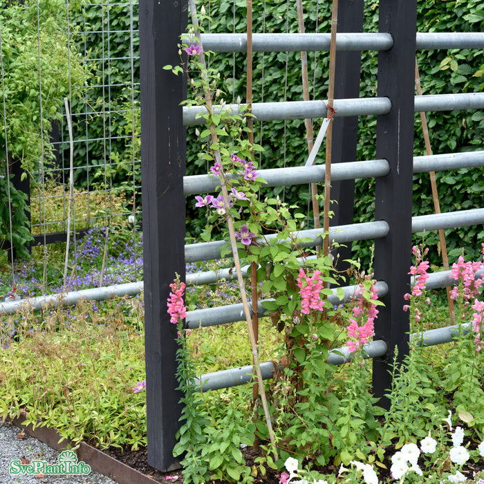 Clematis 'Doctor Ruppel' C2 40-60cm