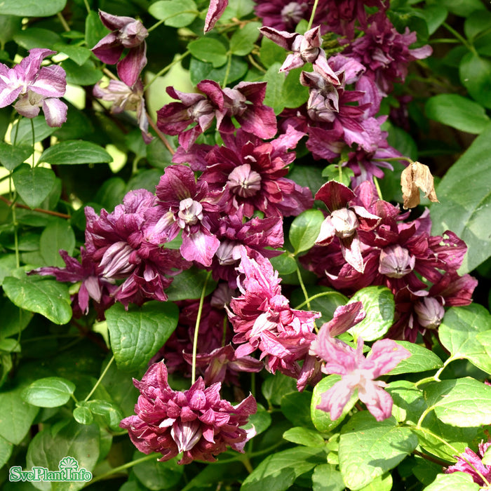 Clematis (Vitic.) 'Purp. Plena Elegans' A-kval C2