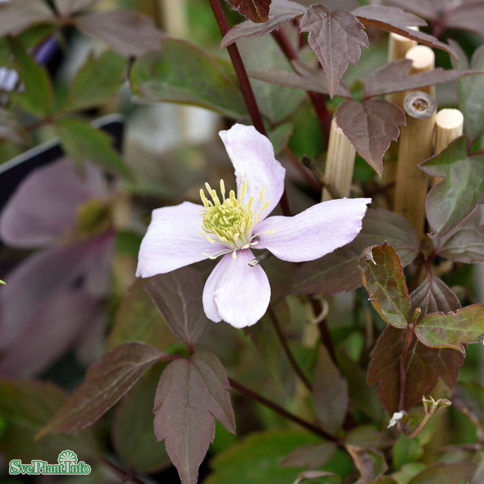 Clematis montana var. rubens A-kval C2