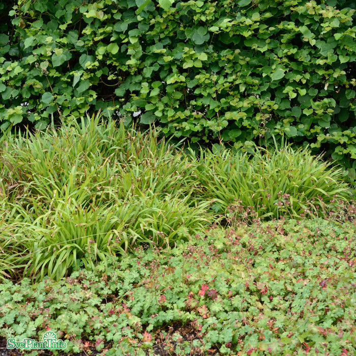 Luzula sylvatica A-kval