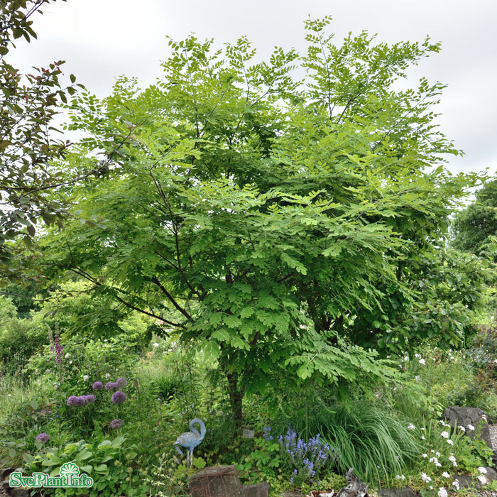 Maackia amurensis Solitär C20 125-150cm