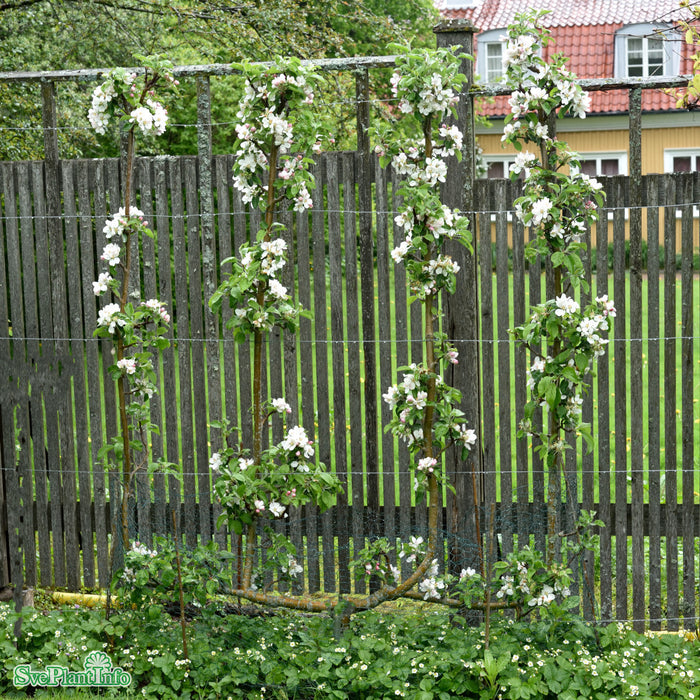 Malus domestica 'Amorosa' A2 Stam 2-års