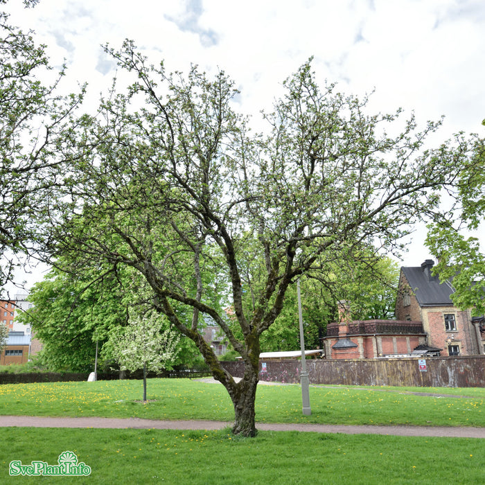 Malus domestica 'Åkerö' A2 Ompl. 3-4 års C20 Ompl. 3-4 års C20