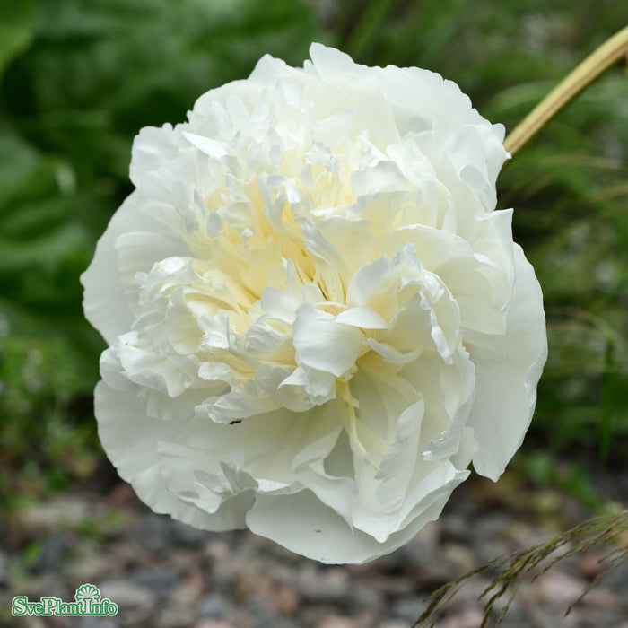Paeonia lactiflora 'Duchesse De Nemours' A-kval C2