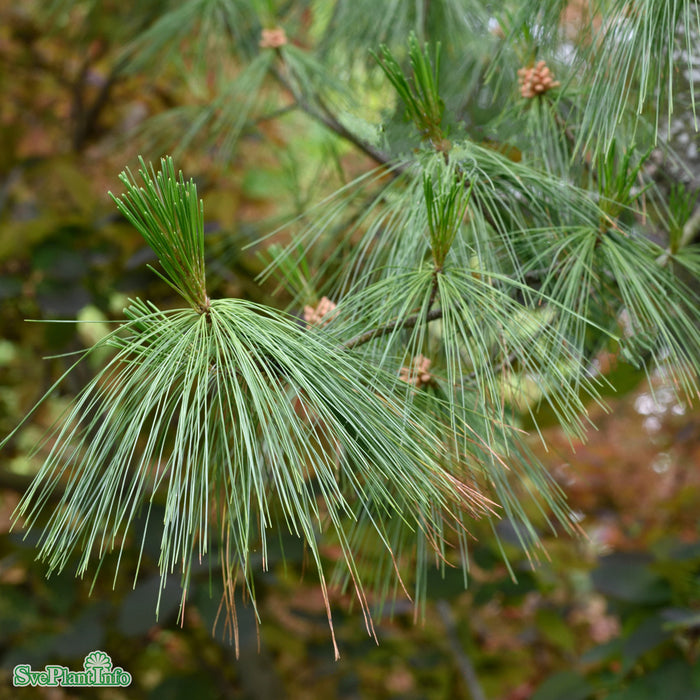 Pinus x schwerinii Solitär Kl 150-175cm