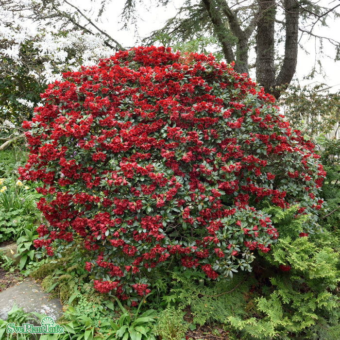 Rhododendron 'Scarlet Wonder' C2 20-25cm