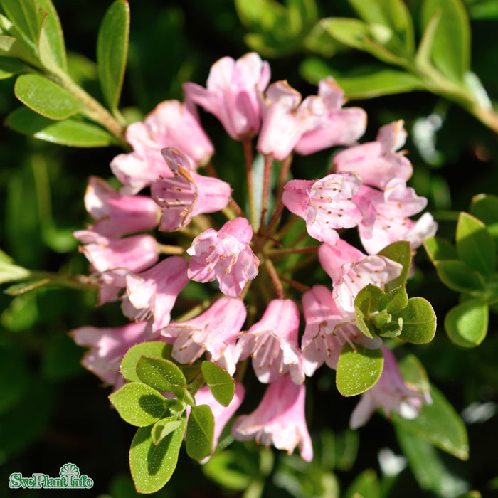 Rhododendron 'Bloombux Pink' C5 Klot
