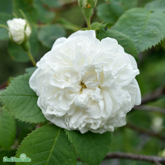 Rosa 'Blanche de Belgique' A kval C4