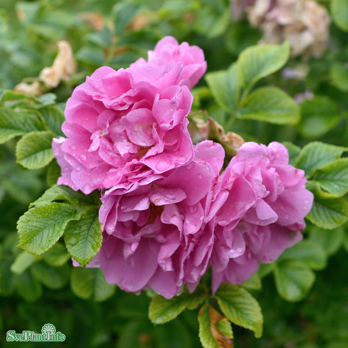 Rosa 'Jens Munk' A kval C4