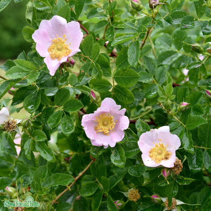 Rosa carolina fk 'Gunnel' E C3,5
