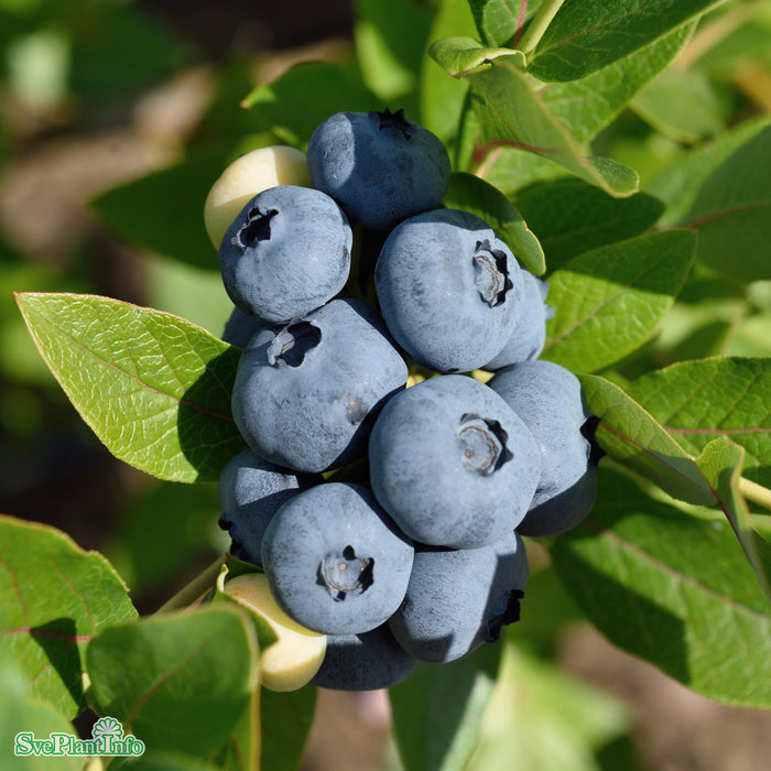 Vaccinium corymbosum 'Patriot' Busk C4,6