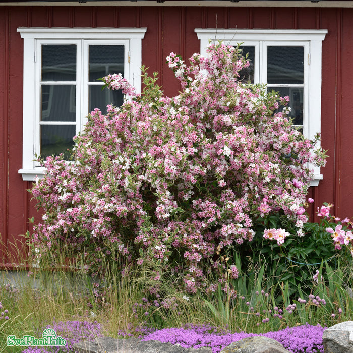Weigela florida 'Nana Variegata' C6