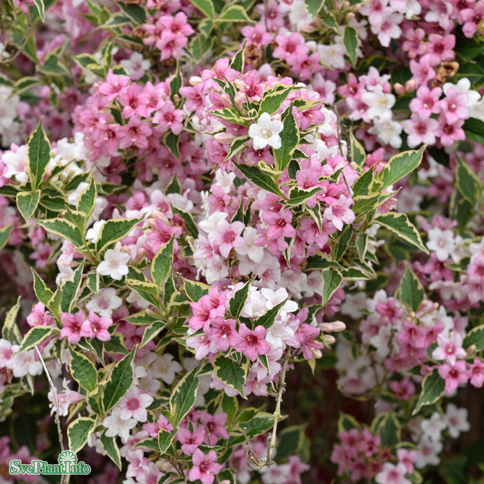 Weigela florida 'Nana Variegata' C6