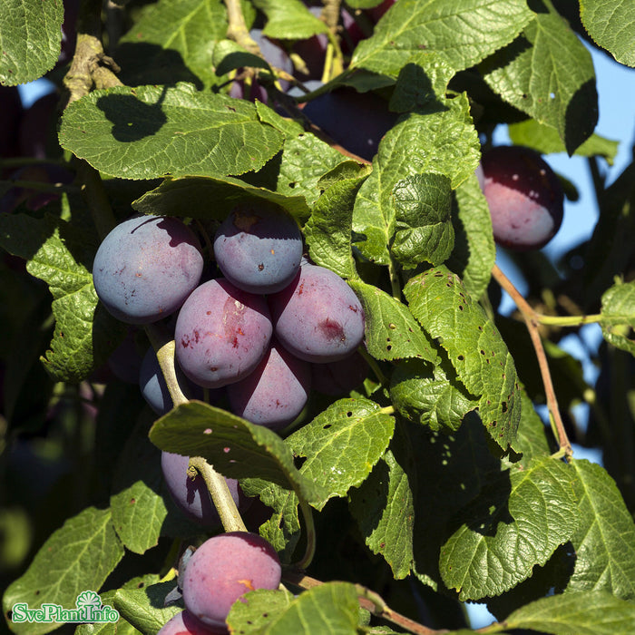 Prunus domestica 'Jubileum' Stam Kl So 18-20