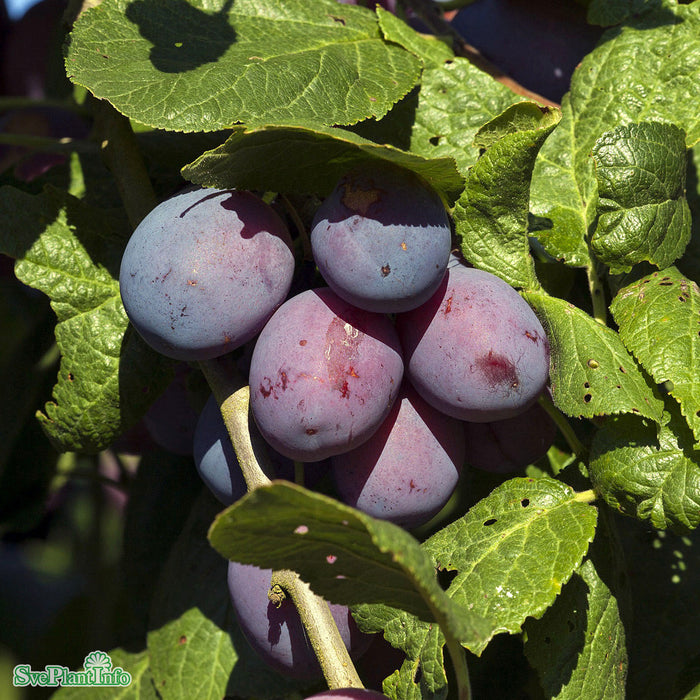 Prunus domestica 'Jubileum' Stam Kl So 18-20