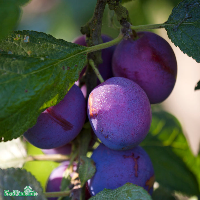 Prunus domestica 'Jubileum' E Stam 4-års A-kval Co