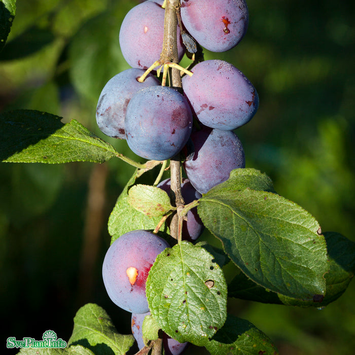 Prunus domestica 'Jubileum' E P.cer Ompl. 5-6 år K