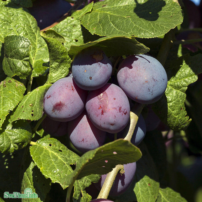 Prunus domestica 'Jubileum' E Stam 4-års A-kval Co