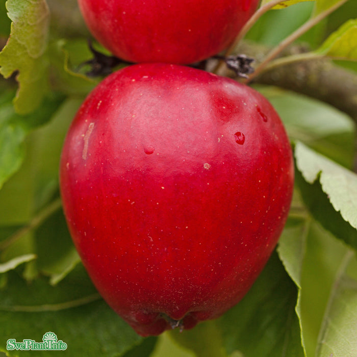 Malus domestica 'Katja' E A2 Stam 2-års A-kval Co