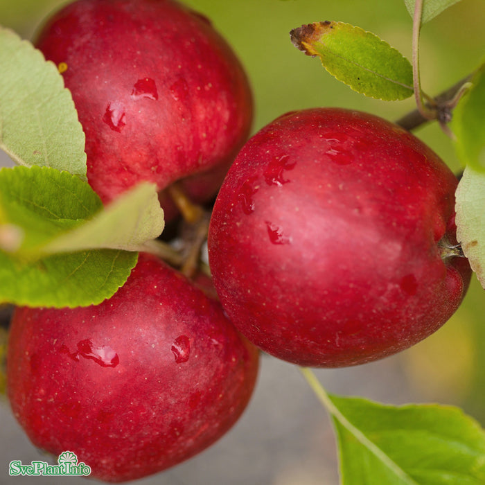 Malus domestica 'Katja' E A2 Stam 2-års A-kval Co
