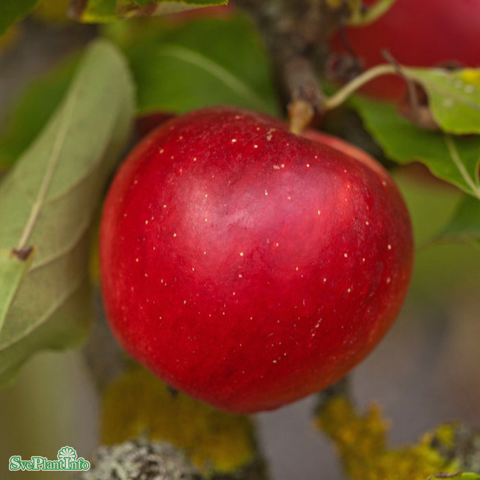 Malus domestica 'Katja' E A2 Stam 2-års A-kval Co