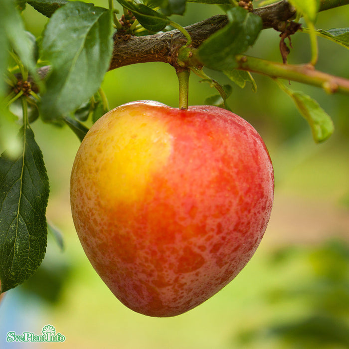 Prunus Komet E P.cer 4-års