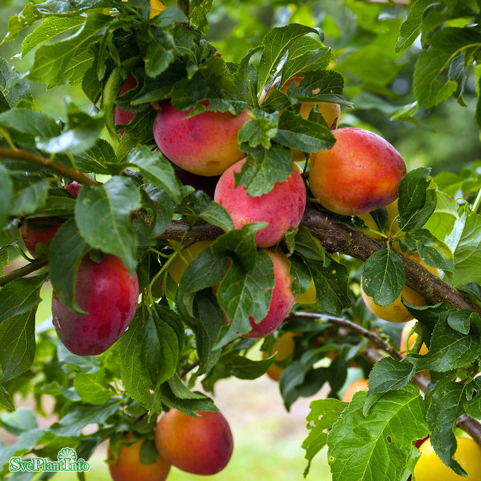 Prunus Komet E P.cer 4-års