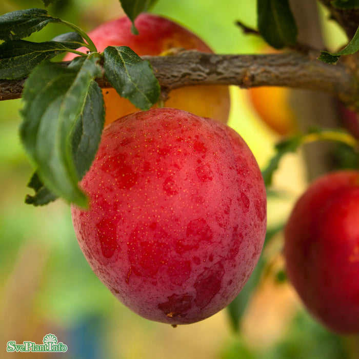 Prunus Komet E P.cer 4-års