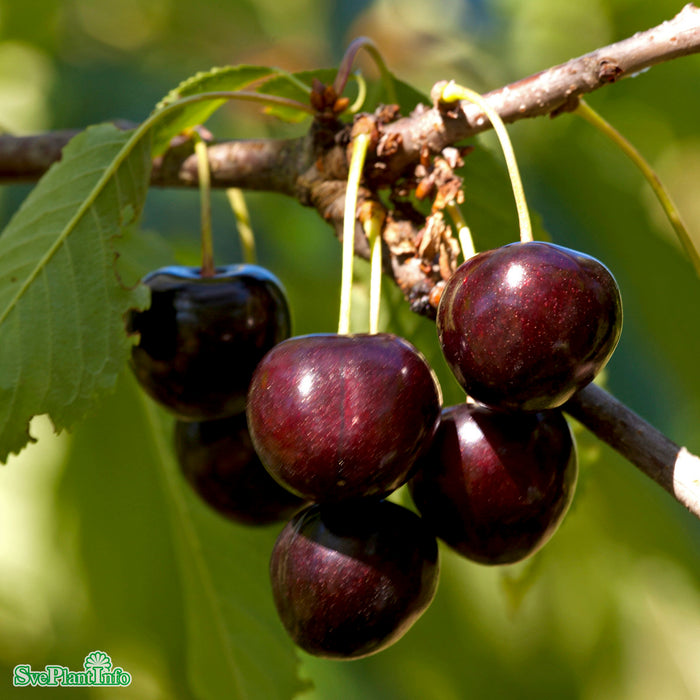 Prunus avium 'Lapins' A-kval Co 2-års