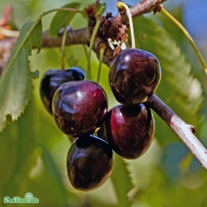 Prunus avium 'Lapins' A-kval Co 2-års