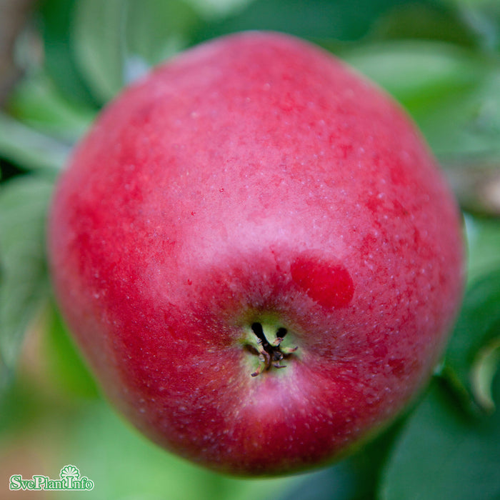 Malus domestica 'Lovisa' E A2 Stam 4 års Co