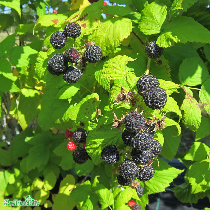Rubus occidentalis 'Munger' A-kval C3,5