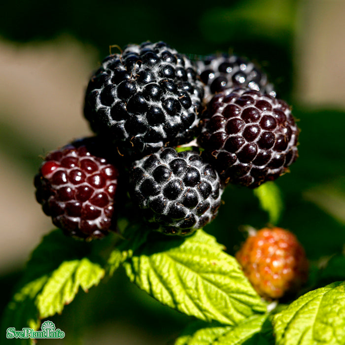 Rubus occidentalis 'Munger' A-kval C3,5