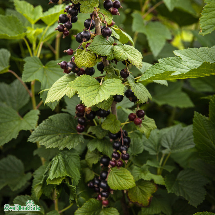 Ribes nigrum 'Narve Viking' E Busk 3,5