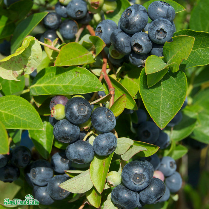Vaccinium corymbosum 'Olle' A kval C2