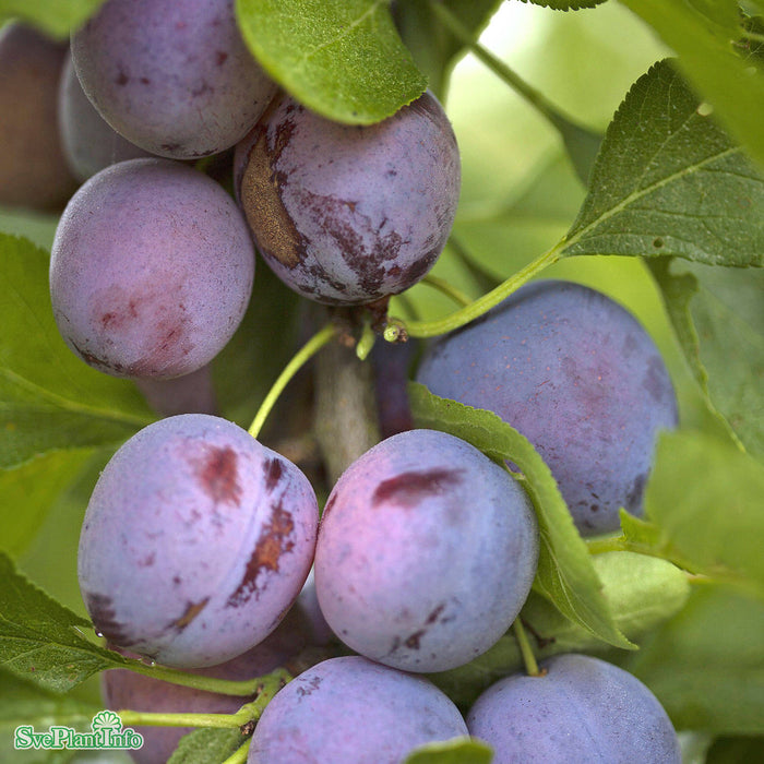 Prunus domestica 'Opal' E P.cer Ompl. 5-6 år K