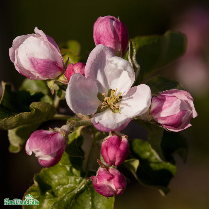 Malus domestica 'Oranie' E A2 Stam 4 års Co