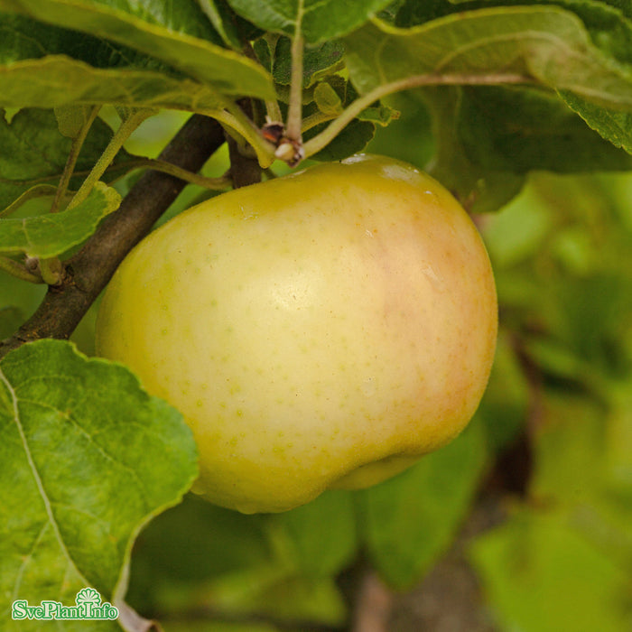 Malus domestica 'Oranie' E A2 Stam 4 års Co