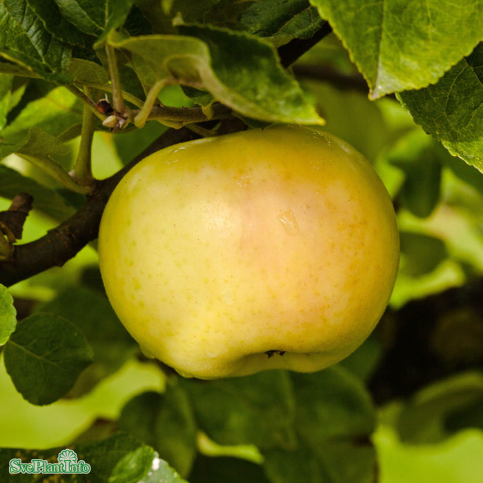 Malus domestica 'Oranie' E A2 Stam 4 års Co