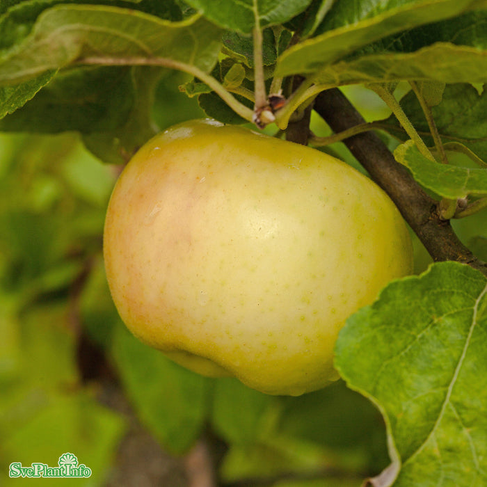 Malus domestica 'Oranie' E A2 Ompl. 5-6 år K