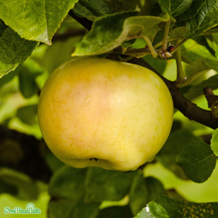 Malus domestica 'Oranie' E A2 Ompl. 5-6 år K